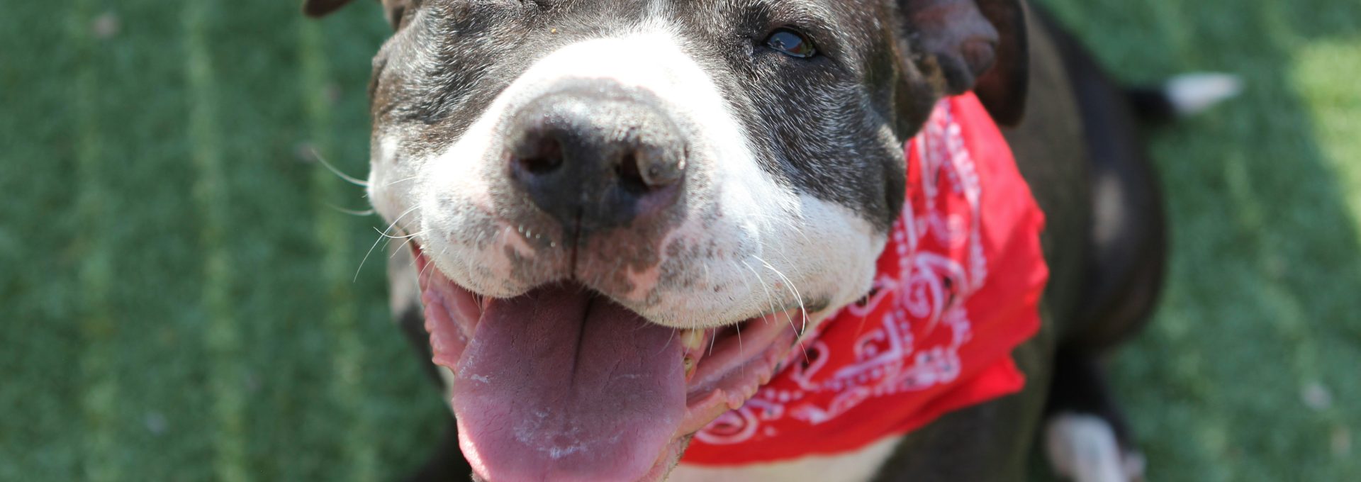 a close up of a dog wearing a bandana