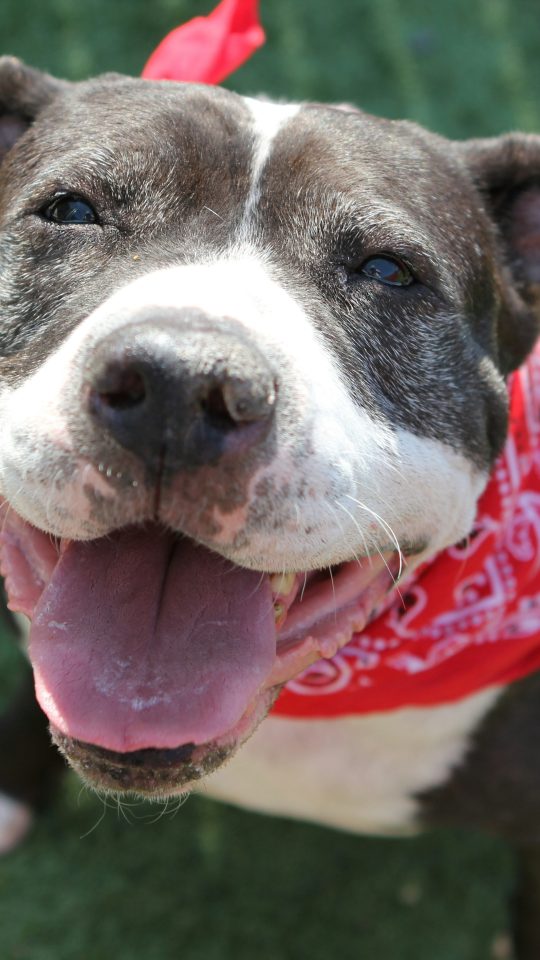 a close up of a dog wearing a bandana